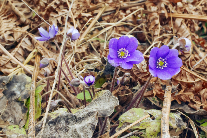 初春的花朵棕色春花森林紫色生态雄蕊紫丁香树叶天气花瓣图片