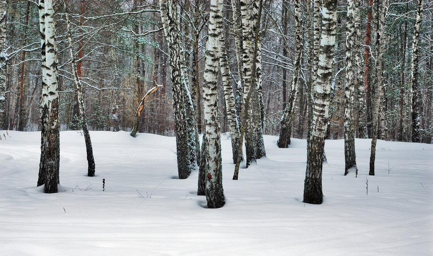 野生冬季森林松树木头日志天气土制多刺荒野休息气候生态图片