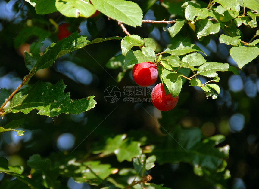 红羽乡村黑色荒野植物园艺李子生长树叶绿色阳光图片