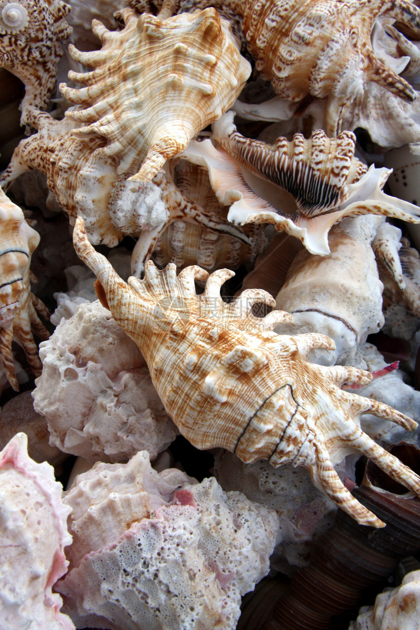 混合海壳海洋海岸海滨海滩装饰品动物温泉水族馆贝壳白色图片