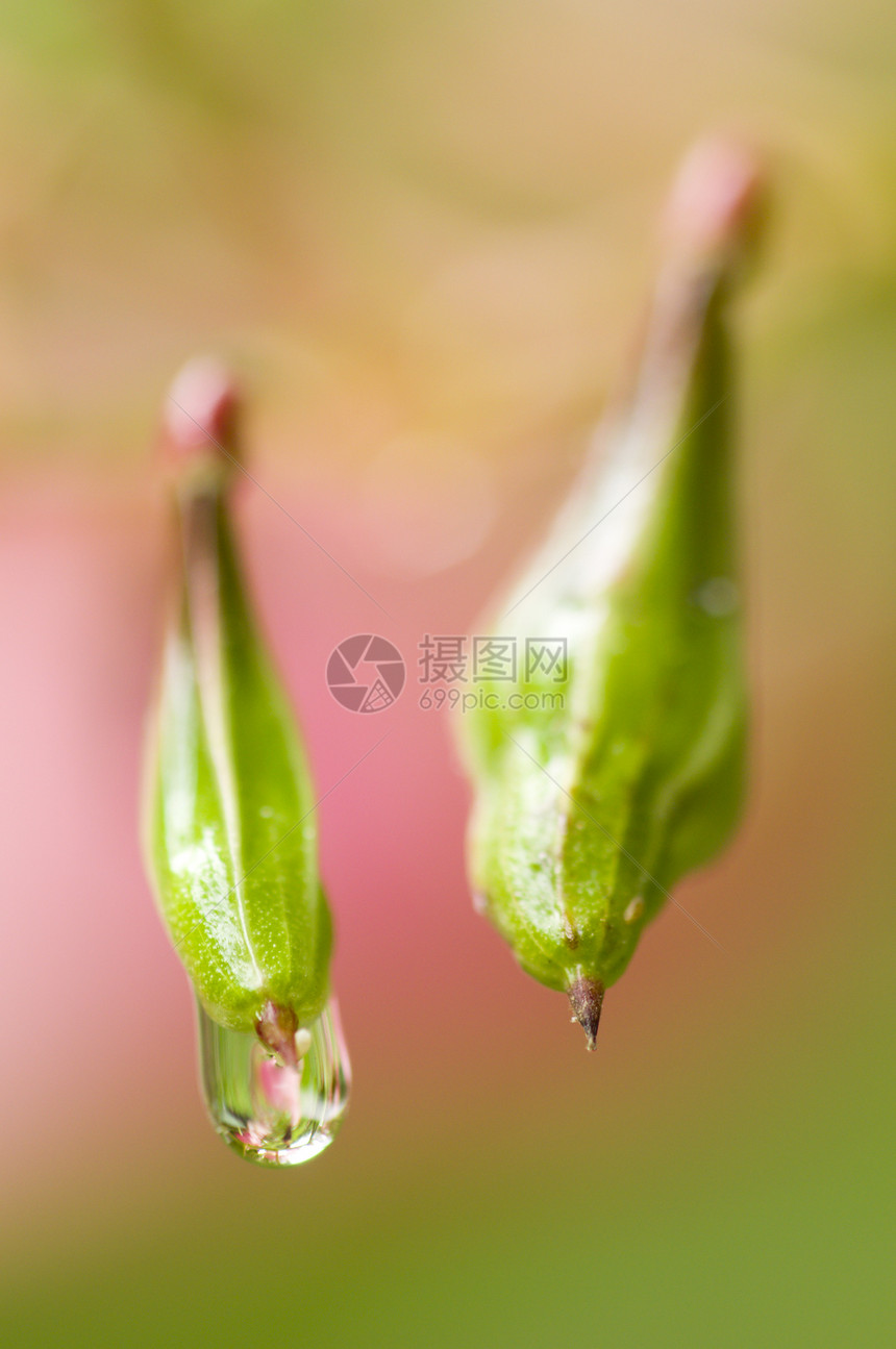 两颗绿花朵 露露落图片