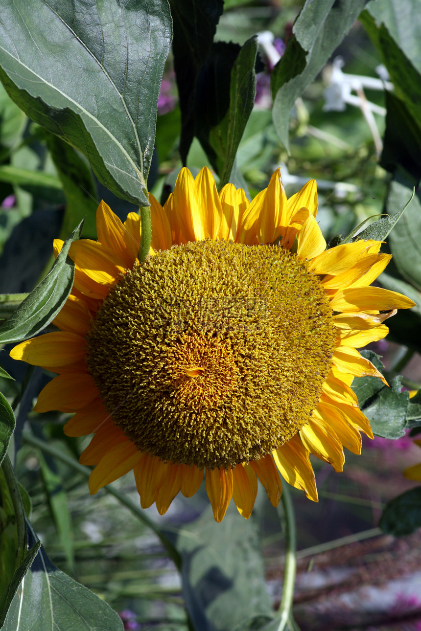 向日向花冠花瓣射线食物种子植物草本植物蔬菜隔膜花萼图片