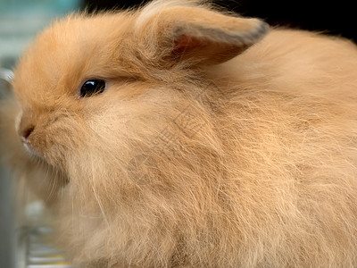 批判性的兔子兔生物批判性溺爱包子小动物动物群动物园宠物野兽寡毛类背景