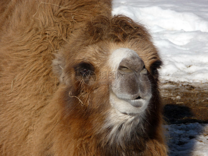 橙色骆驼动物群野生动物橙子动物运输荒野毛皮动物园旅行哺乳动物图片