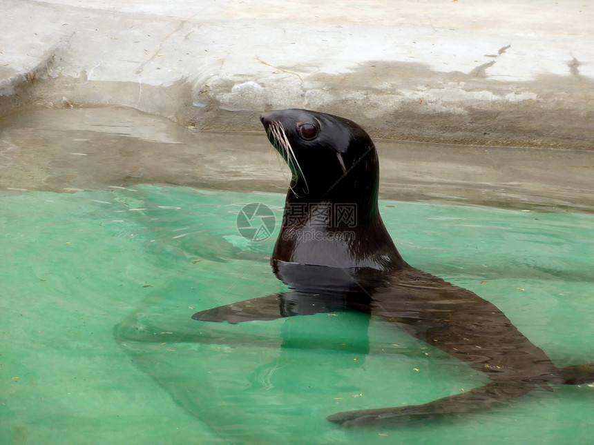 密封海豹哺乳动物游泳动物园荒野海浪黑色楼梯捕食者钓鱼动物图片