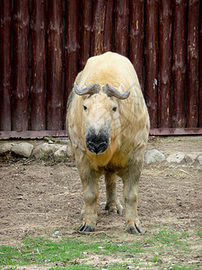 藏羚羊背景图片