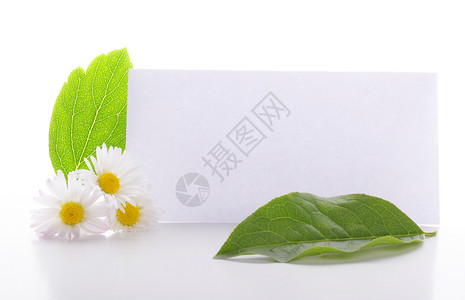空白白纸花朵白色卡片环境绿色床单礼物树叶雏菊生态背景图片