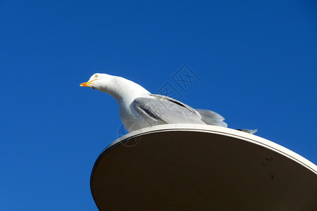 佩奇海鸥龟形鸟类天空灯柱动物羽毛鸥科蓝色金属野生动物背景图片