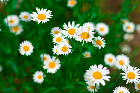 白的 黄的宏观黄色花瓣花园场地白色草地绿色雏菊生长背景图片