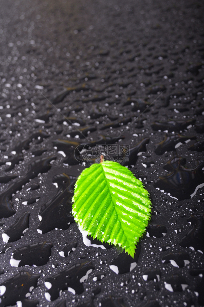 叶叶和黑色背景温泉墙纸生态树叶绿色卡片下雨露滴环境宏观图片