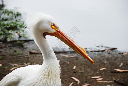 佩利卡海鸟沿海脖子海岸眼睛水鸟海洋羽毛动物荒野高清图片