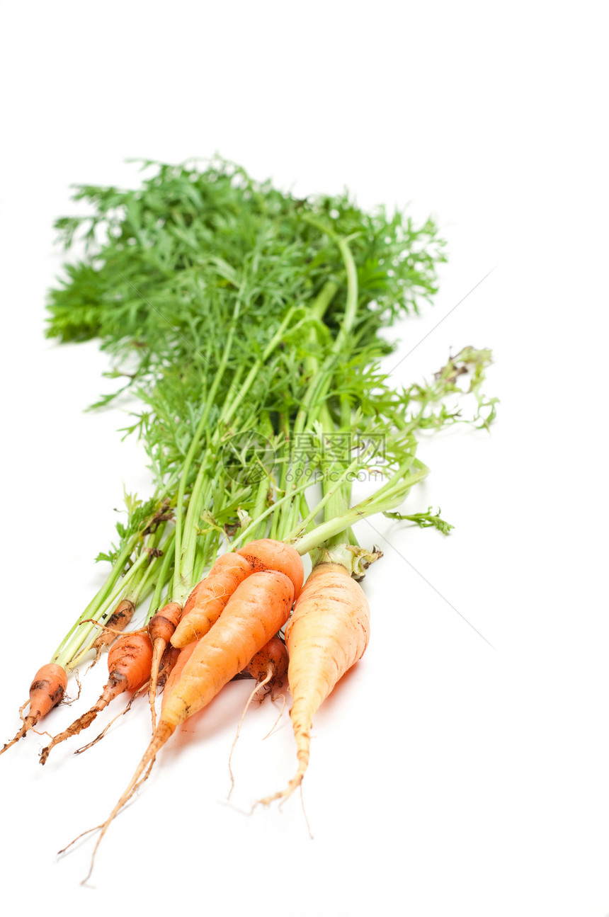胡萝橙子叶子蔬菜白色农业绿色食物收成饮食营养图片