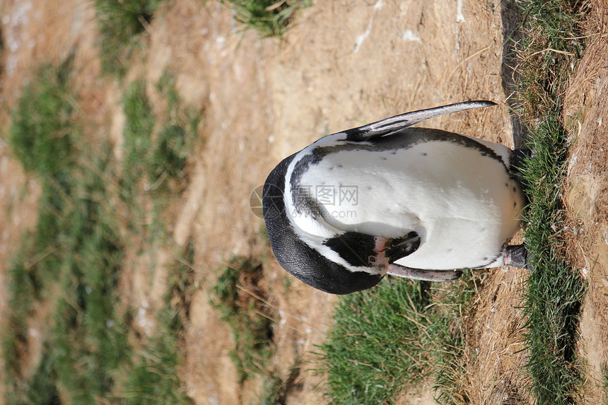 企鹅生存生态全球野生动物孤独概念漂移灾星危险气候图片