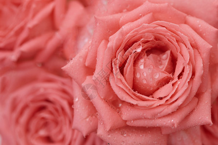 花瓣上滴水的玫瑰  背景背景图片