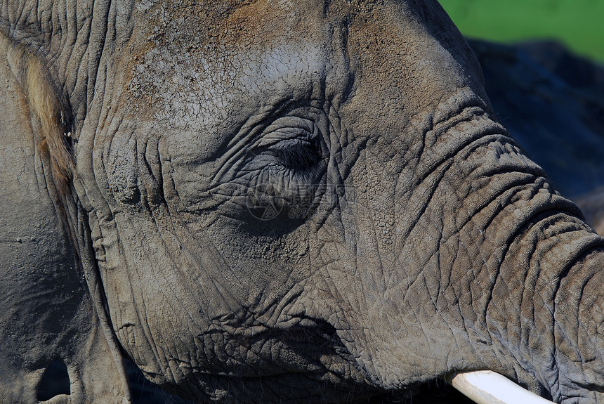 大象树干哺乳动物荒野动物园旅行皮肤獠牙动物力量象牙图片
