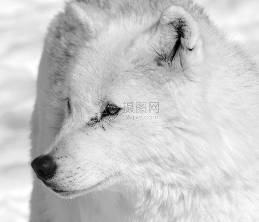北极野狼捕食者荒野毛皮哺乳动物野生动物犬类图片