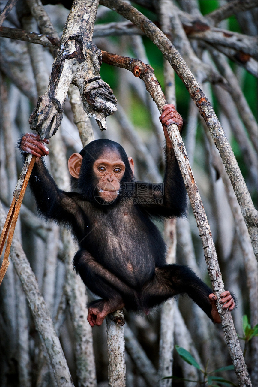 黑猩猩的小孩图片