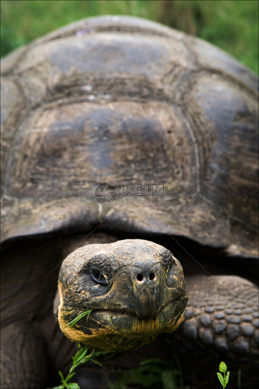 加拉帕戈斯海龟荒野爬行动物爬虫乌龟野生动物生活环境老化叶子土地图片