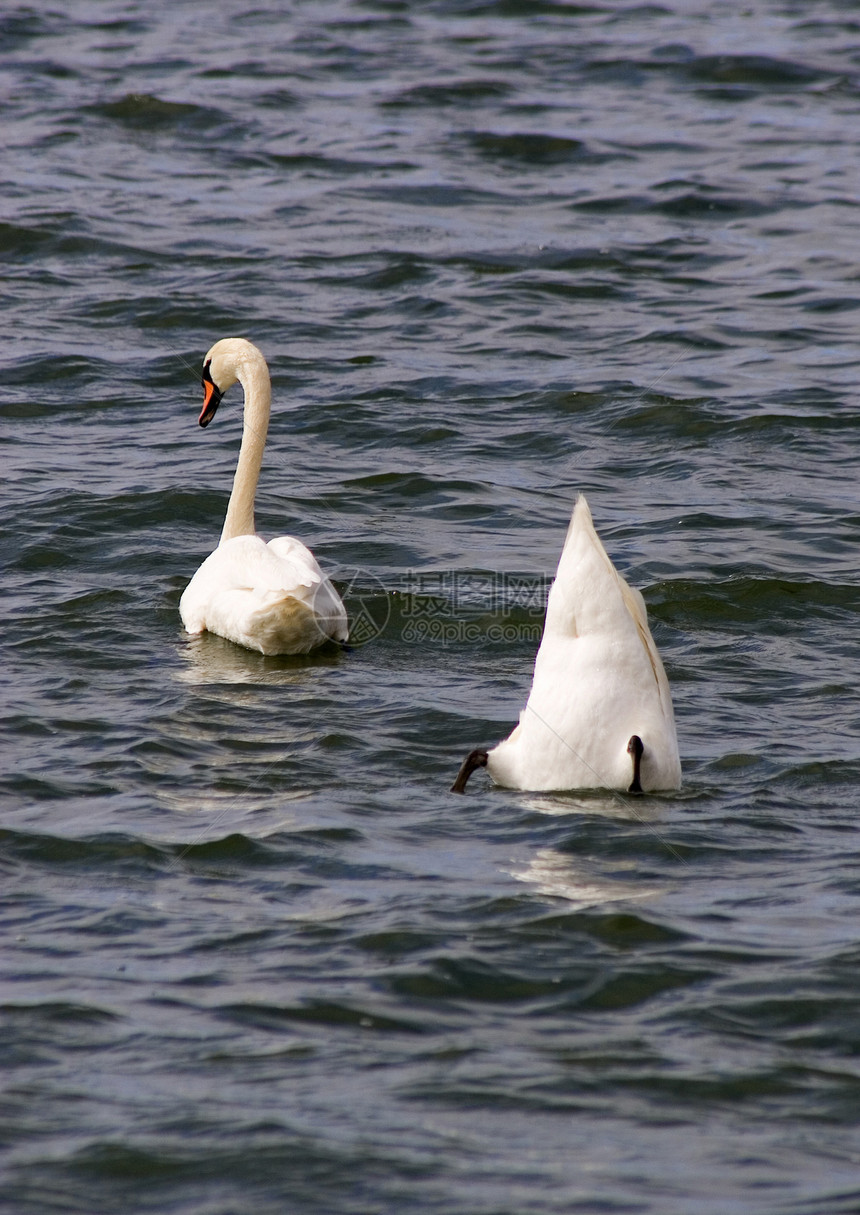 天鹅动物羽毛潜水白色游泳野生动物图片