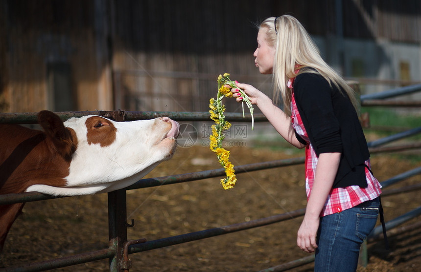牲畜 农田中的牛农场牛肉牛奶农业笼子奶牛团体鼻子奶制品棕色图片