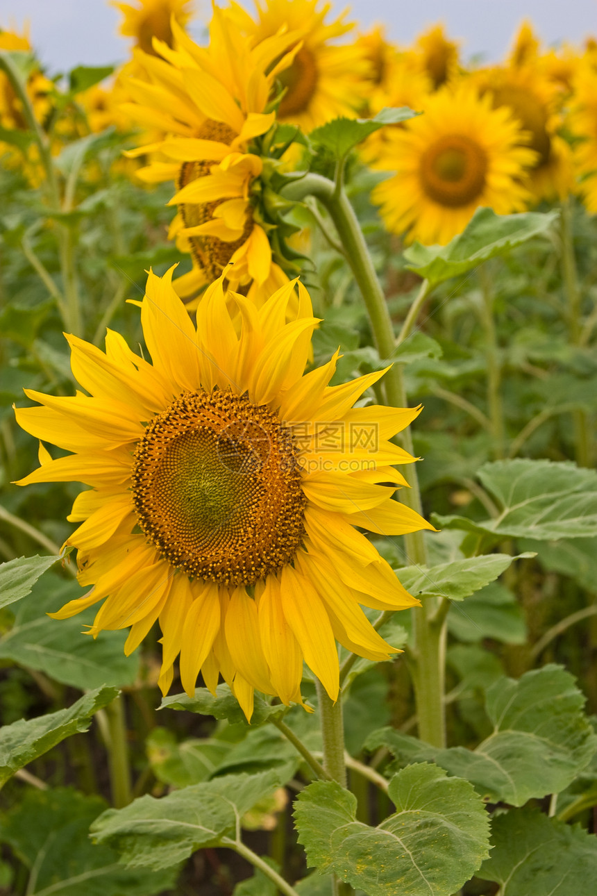 向日葵种子花瓣植物农村绿色花粉季节季节性黄色乡村图片