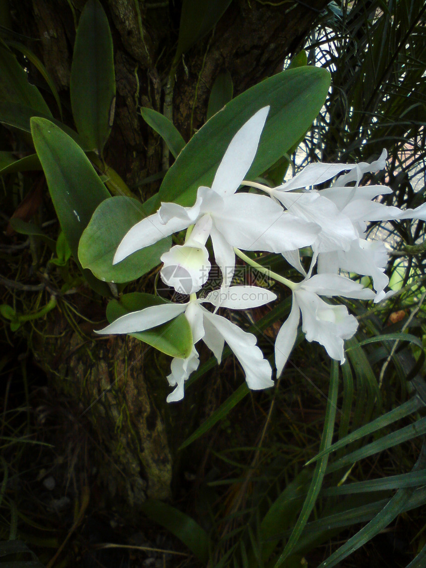 白兰花白色花朵绿色兰花图片