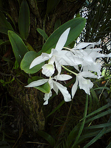 白兰花白色花朵绿色兰花背景图片