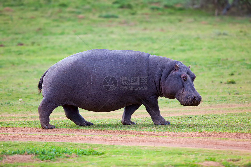 Hippo 步行图片
