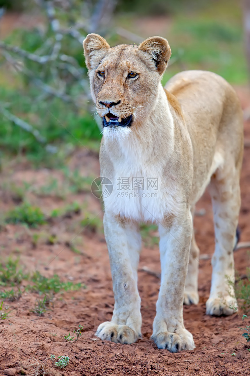 狮子狮座游猎野猫生态旅游多样性哺乳动物冒险陆地动物野生动物环境图片