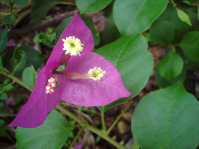 紫花花花朵叶子紫色雄蕊背景图片