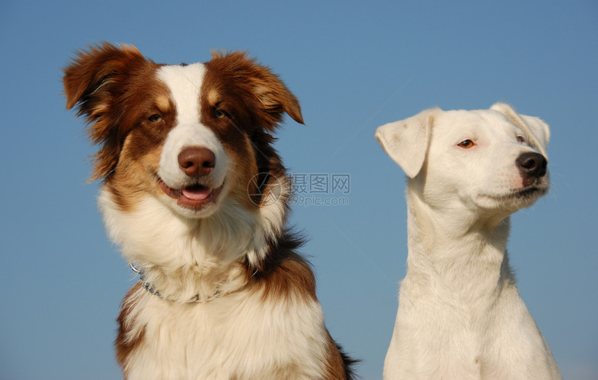 两个朋友狗牧羊犬宠物猎人动物家庭白色婴儿打猎小狗伴侣图片