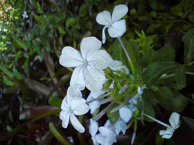 白花花朵叶子白色绿色背景图片