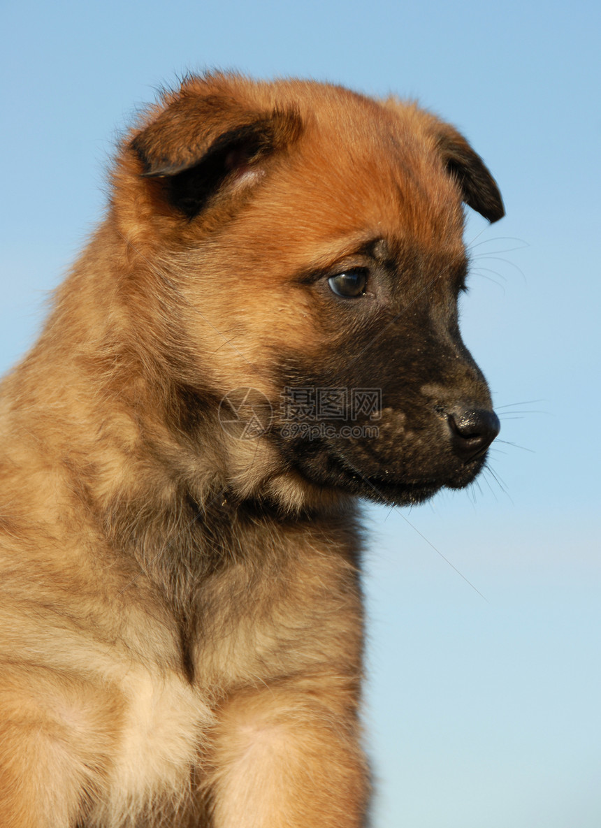 小狗比利时牧羊人犬类宠物棕色牧羊犬天空蓝色图片
