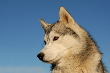 西部利亚雪橇犬西比亚哈斯基天空灰色动物伴侣宠物蓝色跑步背景