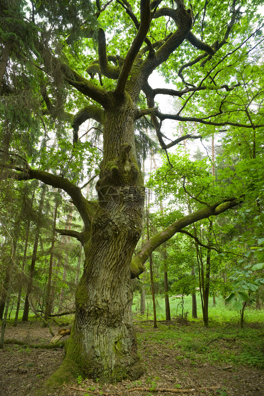 老橡树森林树叶苔藓叶子植物树干荒野绿色分支机构木头图片