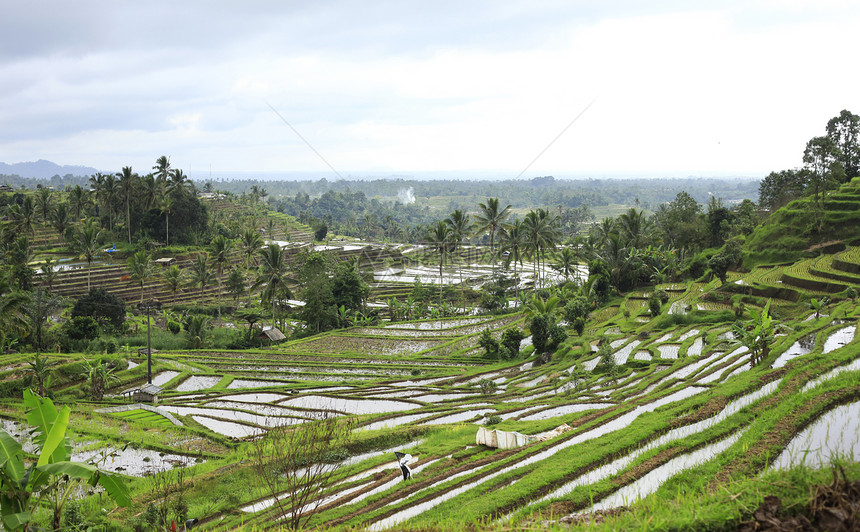 稻米田农场文化食物农业生产植物场地培育种植园阳台图片