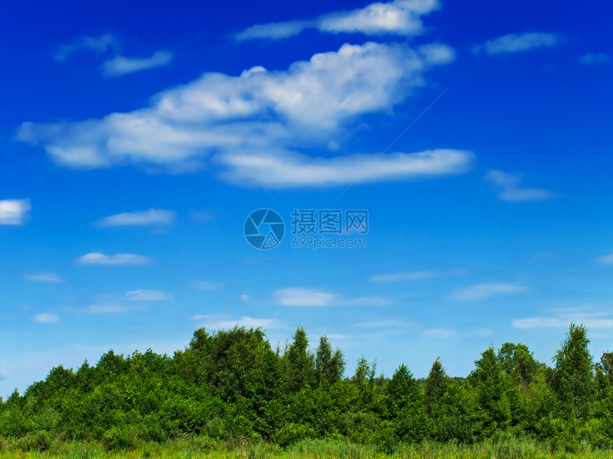 夏季风景地平线场景季节土地花朵生长木头天空场地草地图片