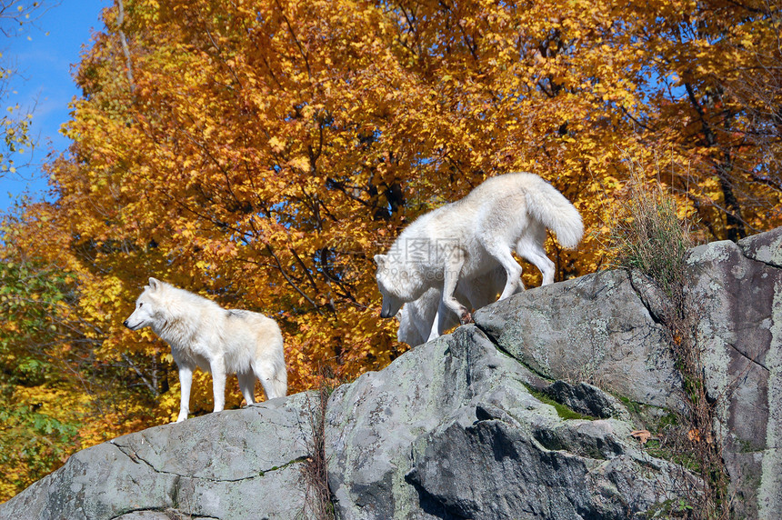 北极野狼苔原白色哺乳动物荒野捕食者野生动物狼疮犬类森林毛皮图片