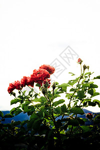红玫瑰 2荒野天空绿色玫瑰红色花朵背景图片