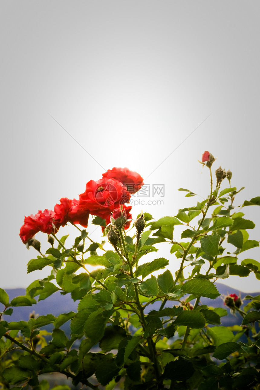红玫瑰 3图片