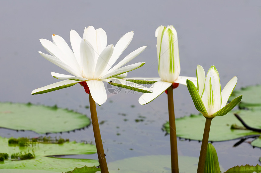 白水百花植物学花园树叶叶子异国百合公园花瓣野花宏观图片