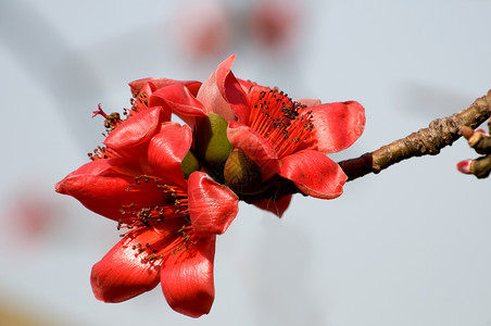 木棉之花棉布雌蕊枝条植物学花瓣红色背景图片
