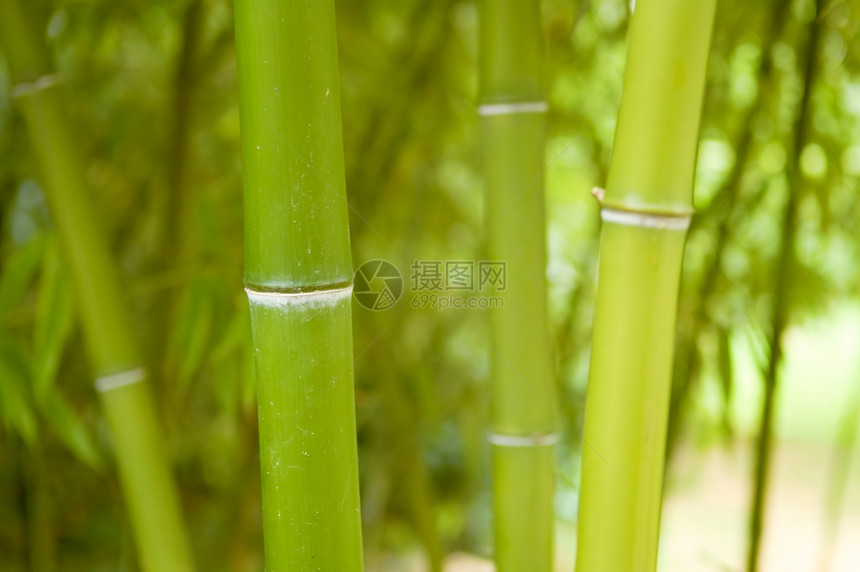 竹子植物学绿色植物两极平行线圆形枝条场地热带黄色图片