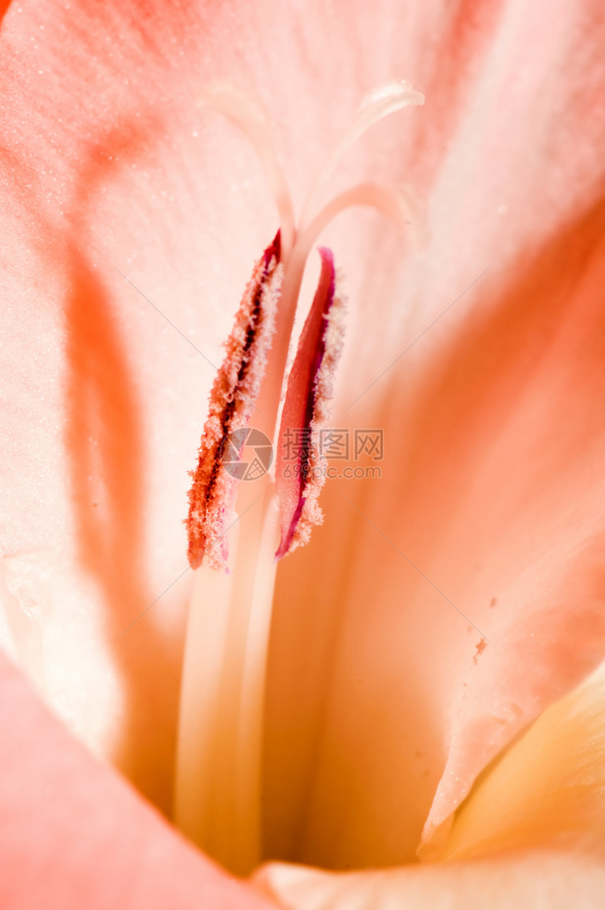 格拉迪奥卢斯花瓣粉色植物学植物图片