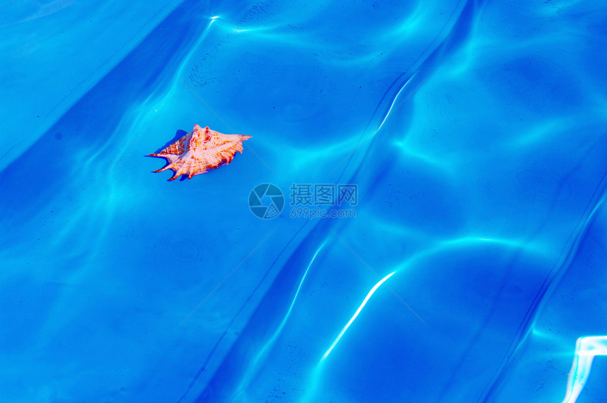 水下密封壳 带贝壳的Azure水背景图片