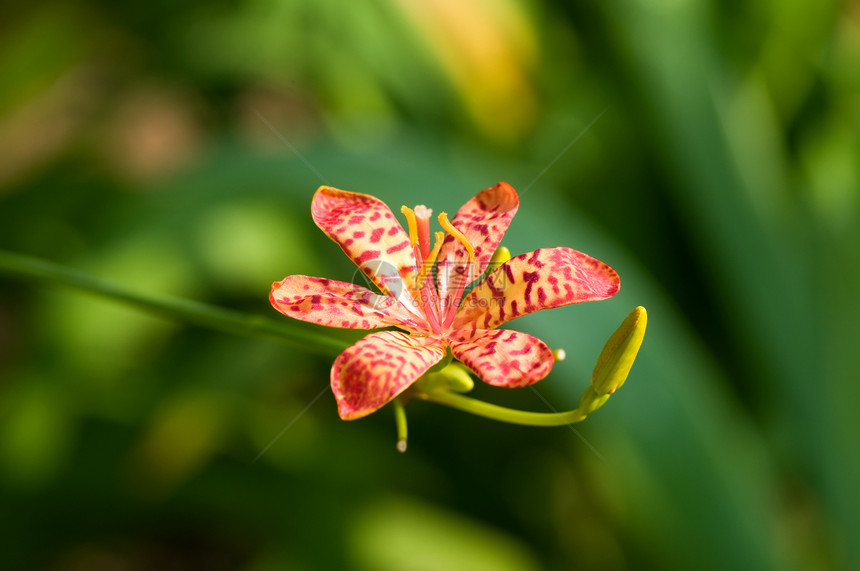 红色兰花植物芦荟草本植物热带花瓣雌蕊兜兰紫色园艺繁荣图片