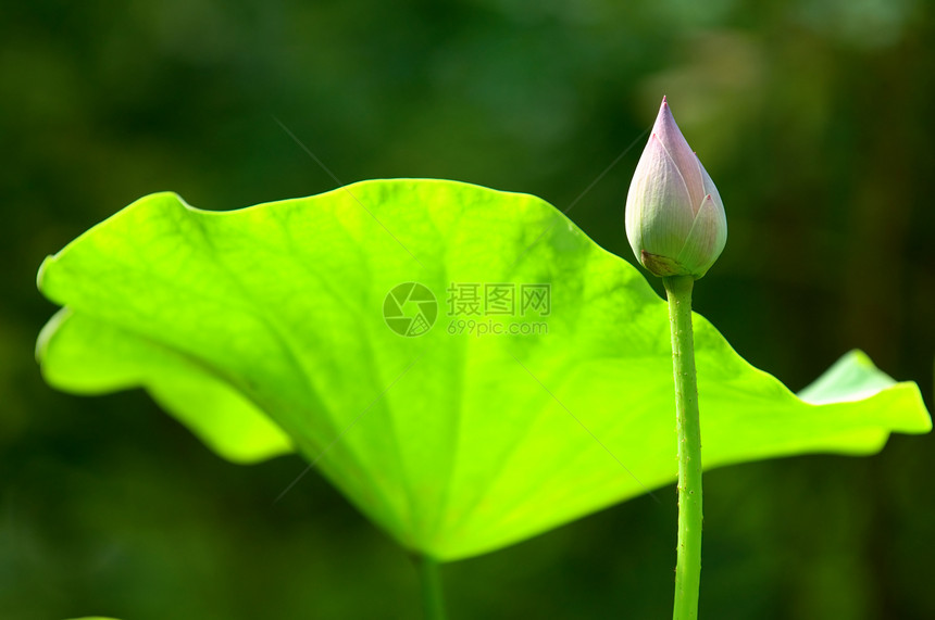 Lotus( bud) 花朵图片
