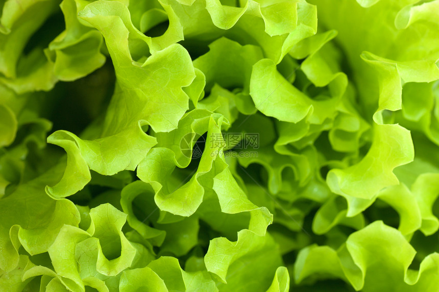 发生食物小吃饮食蔬菜叶子养分健康沙拉植物绿色图片