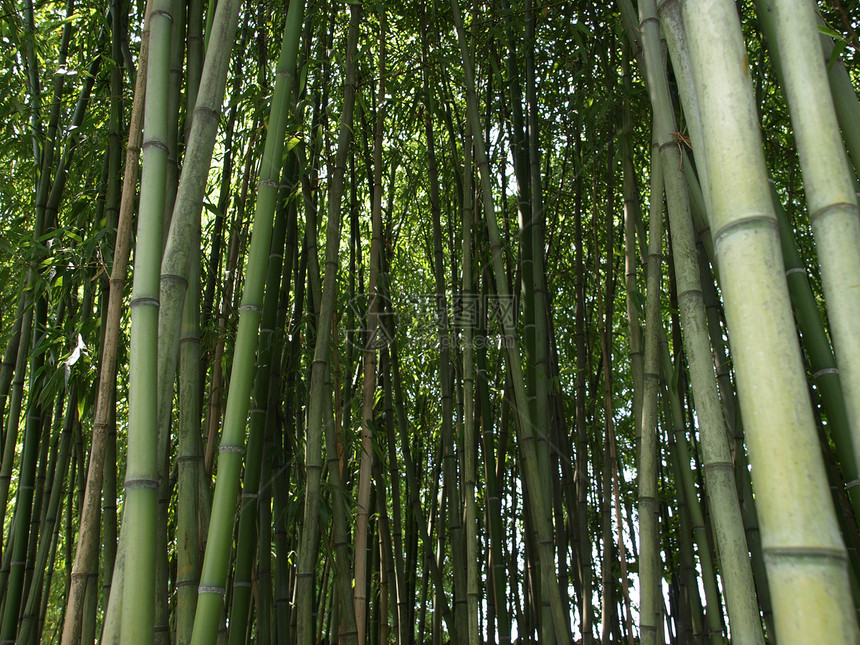 竹子绿色森林树木公园树叶花园木头叶子荒野植被图片