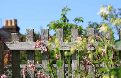 花园围栏园艺栅栏绿色粉色叶子烟囱天空木头图片